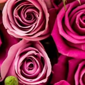 Meet your Posher, Karen